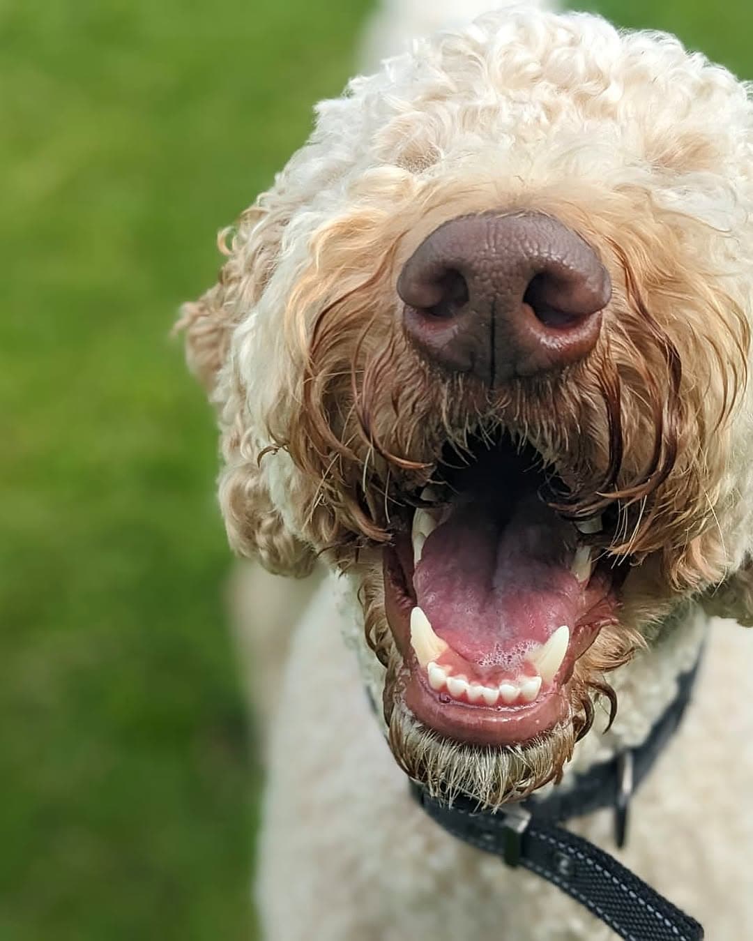 A cream cockapoo grinning, close up, on the field