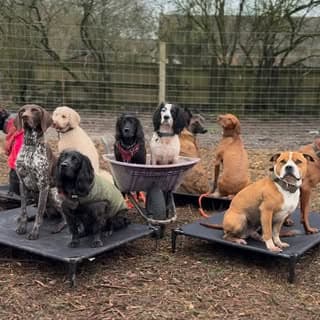 A wide view of the pack on raised beds at the facility