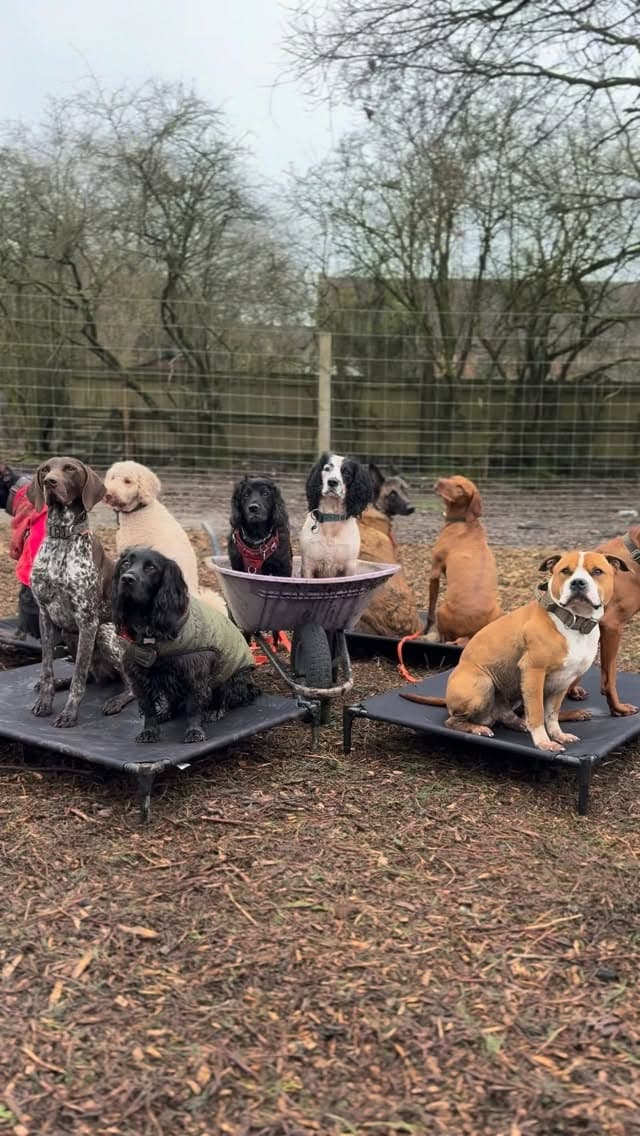 The pack resting on raised dog beds at the facility