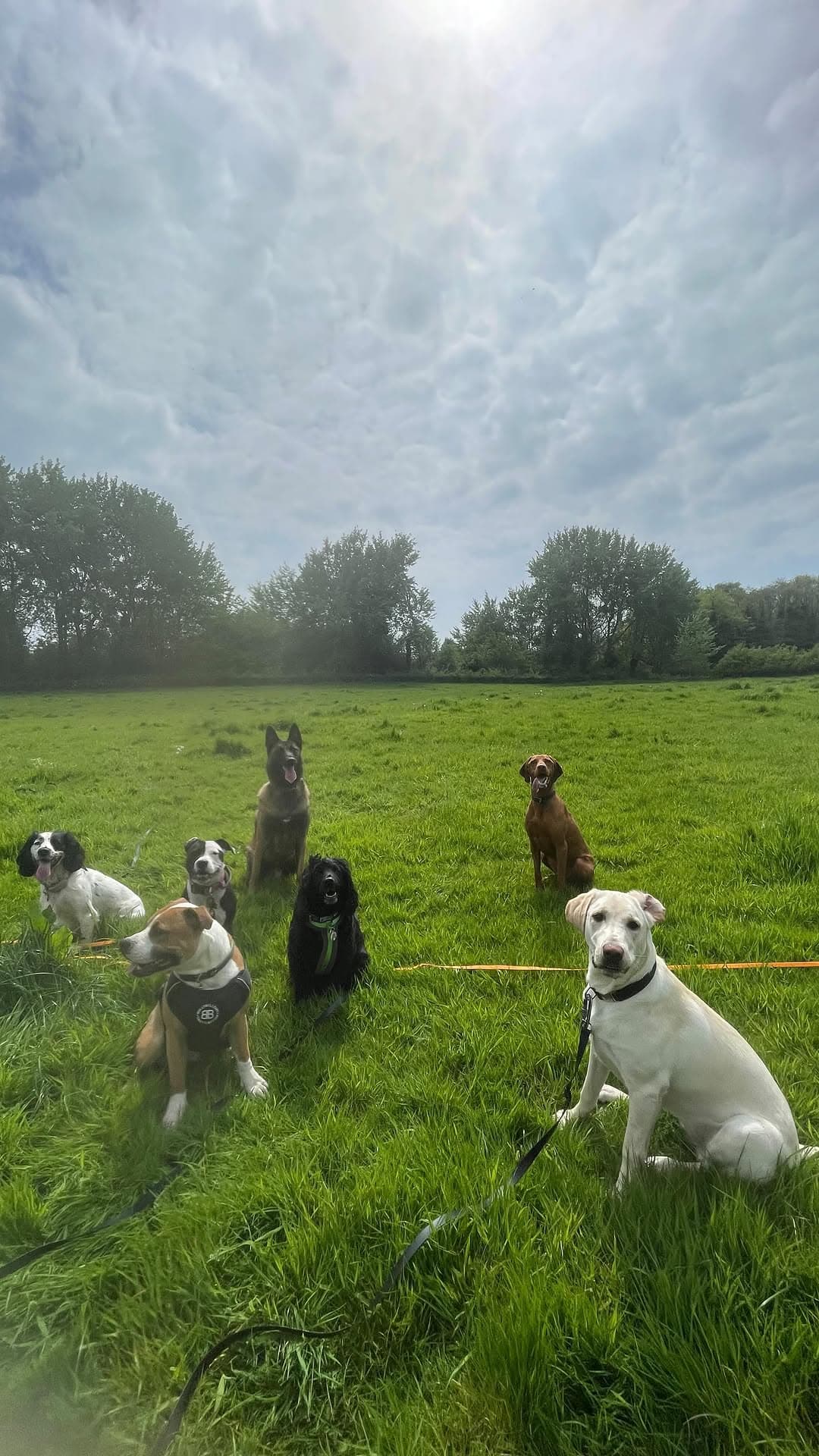 The pack sitting wide across a green field under a big cloud sky