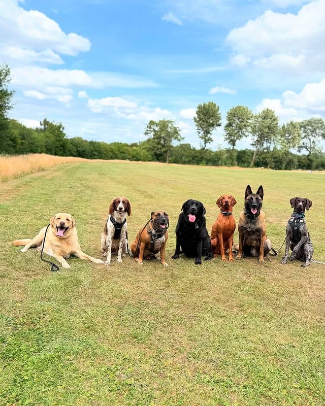 Seven-dog pack lineup sitting on the field under a big UK sky
