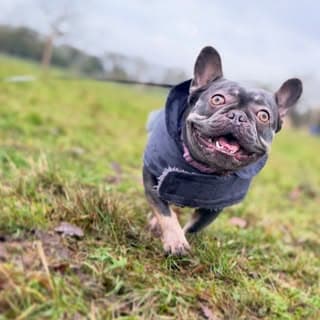 A blue French bulldog in a coat running across the field