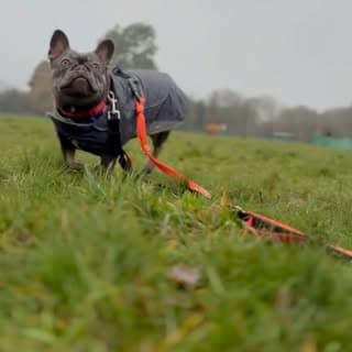 A blue French bulldog walking on the lead in a coat
