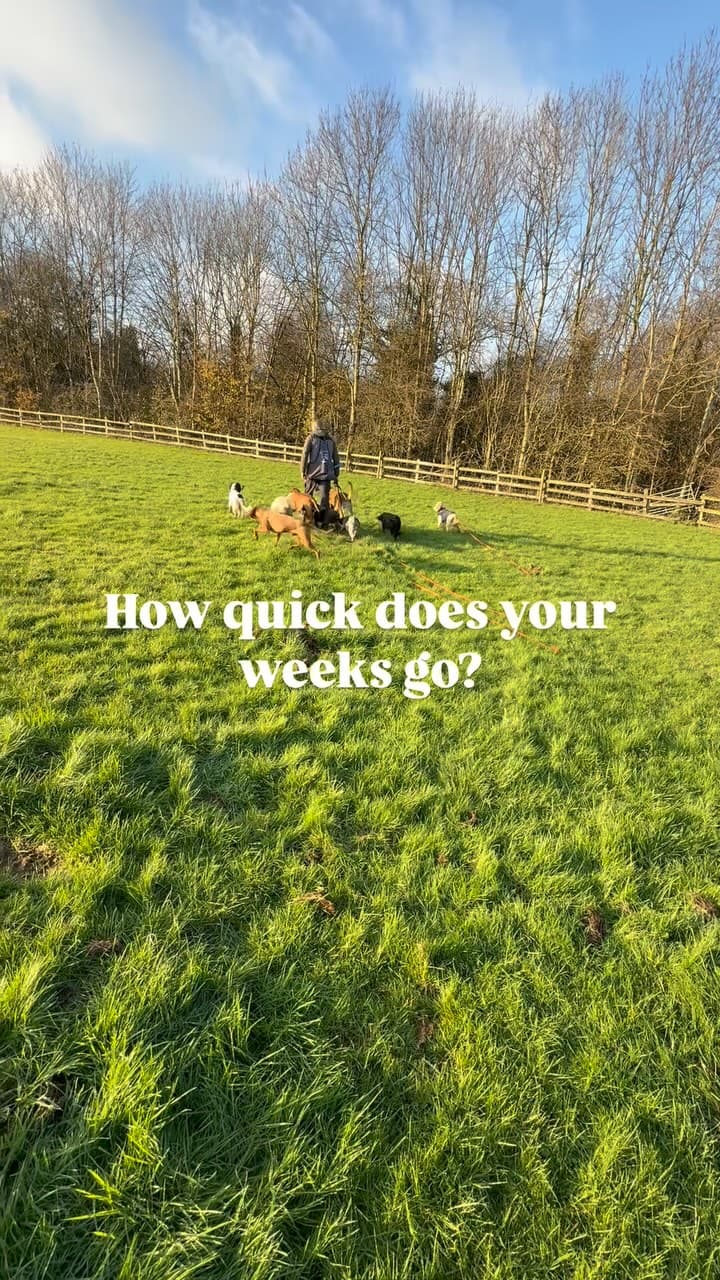 A handler walking the pack across a green field