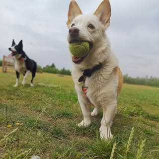 A white husky cross carrying a tennis ball