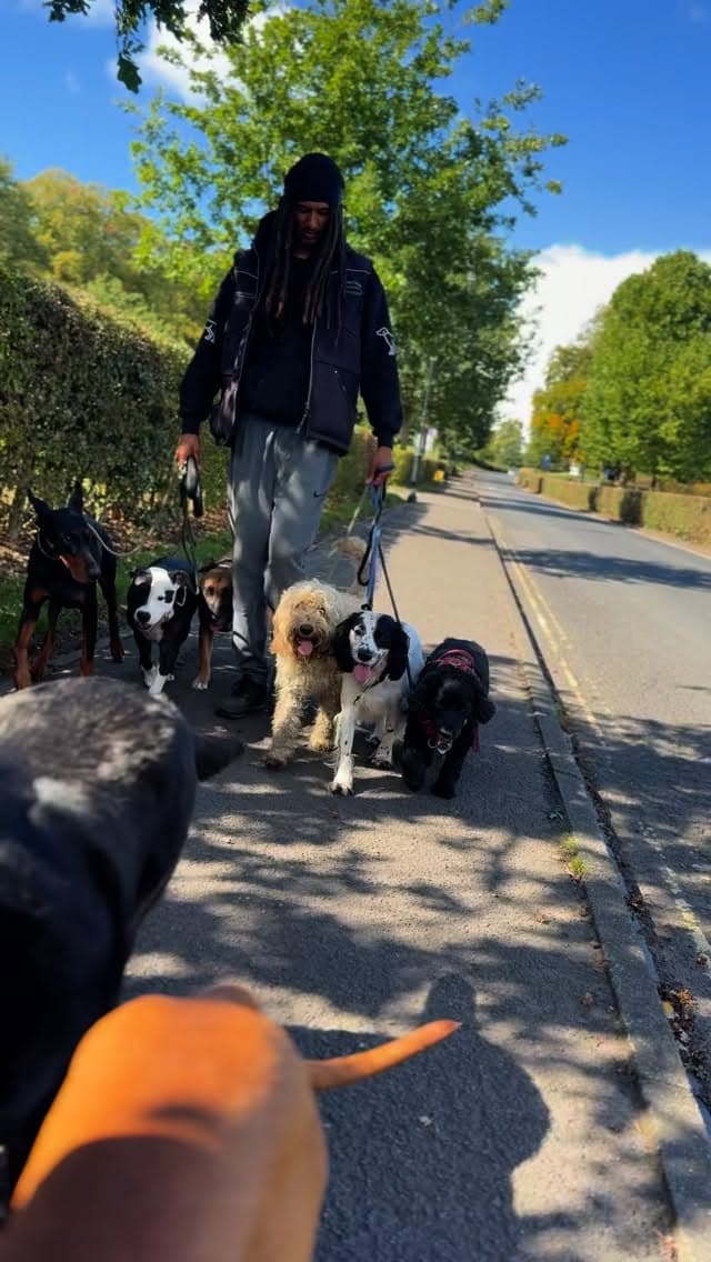 A handler walking the mixed pack along a tree-lined lane
