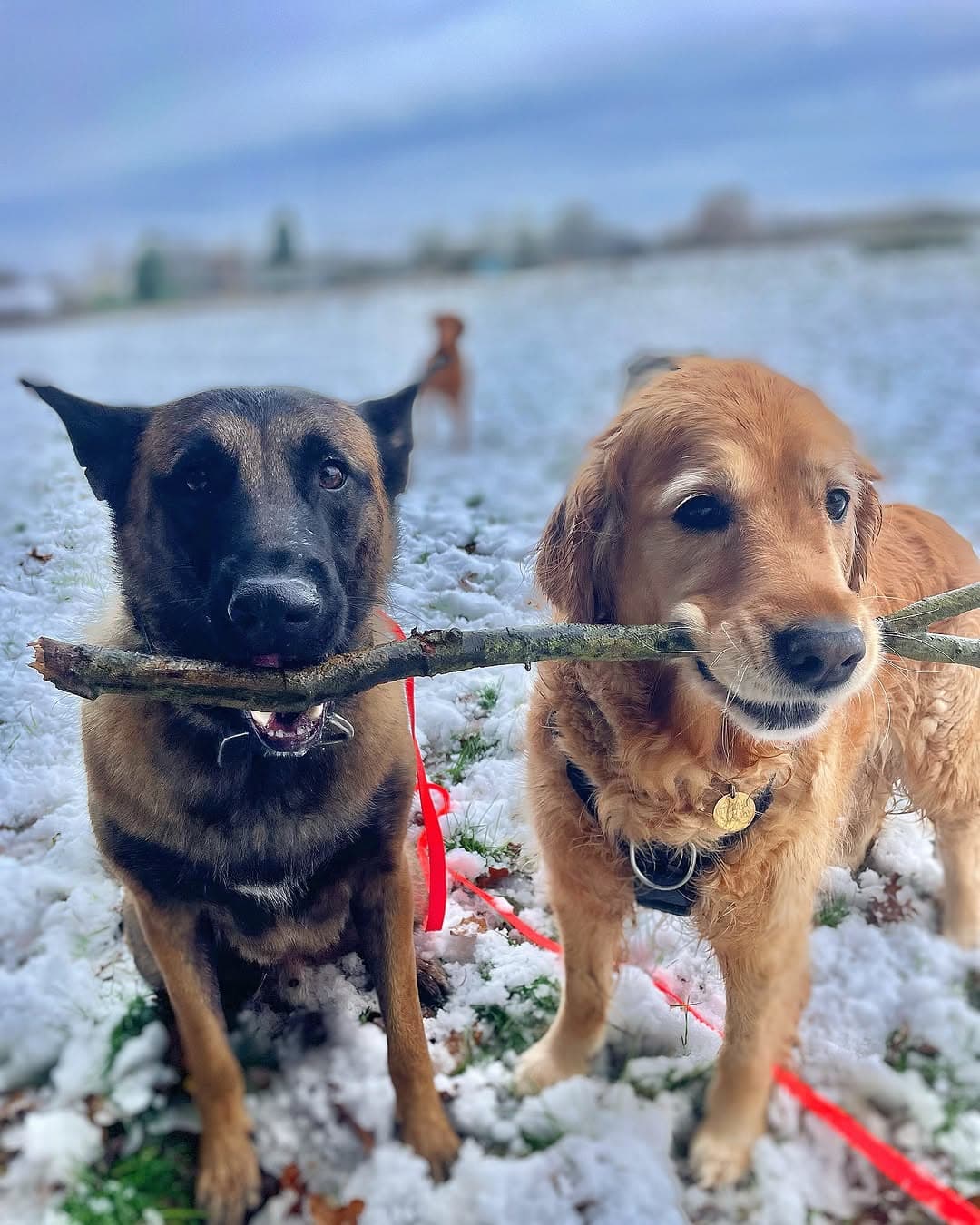 A Malinois and golden retriever sharing a stick in the snow