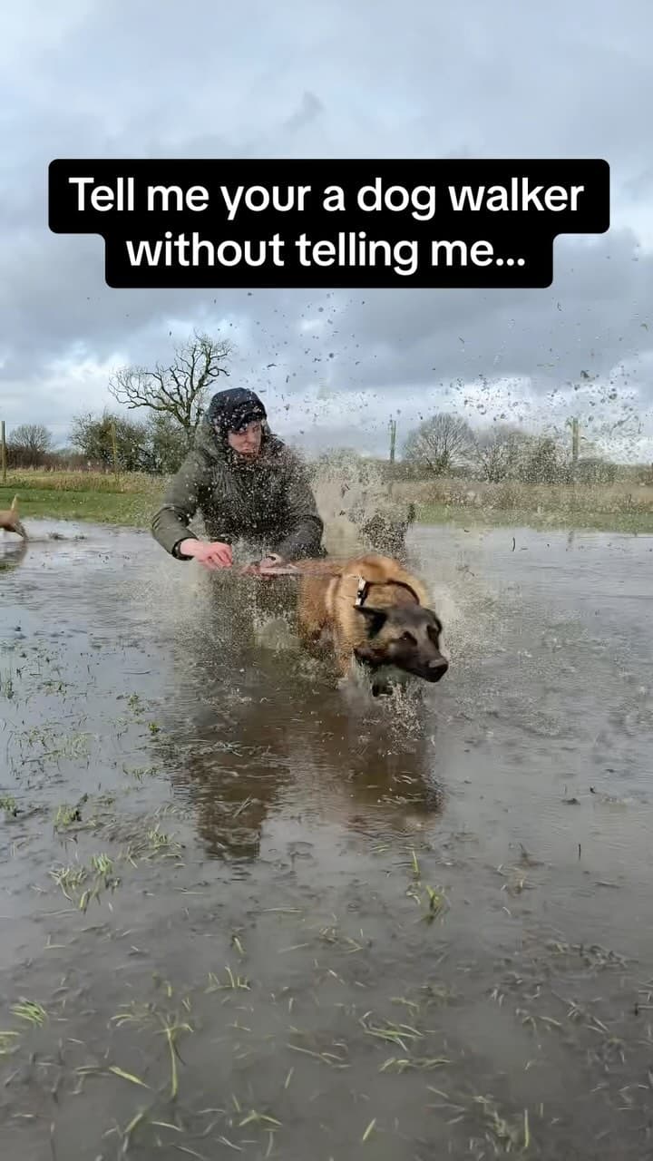 A Belgian Malinois charging through floodwater beside its handler