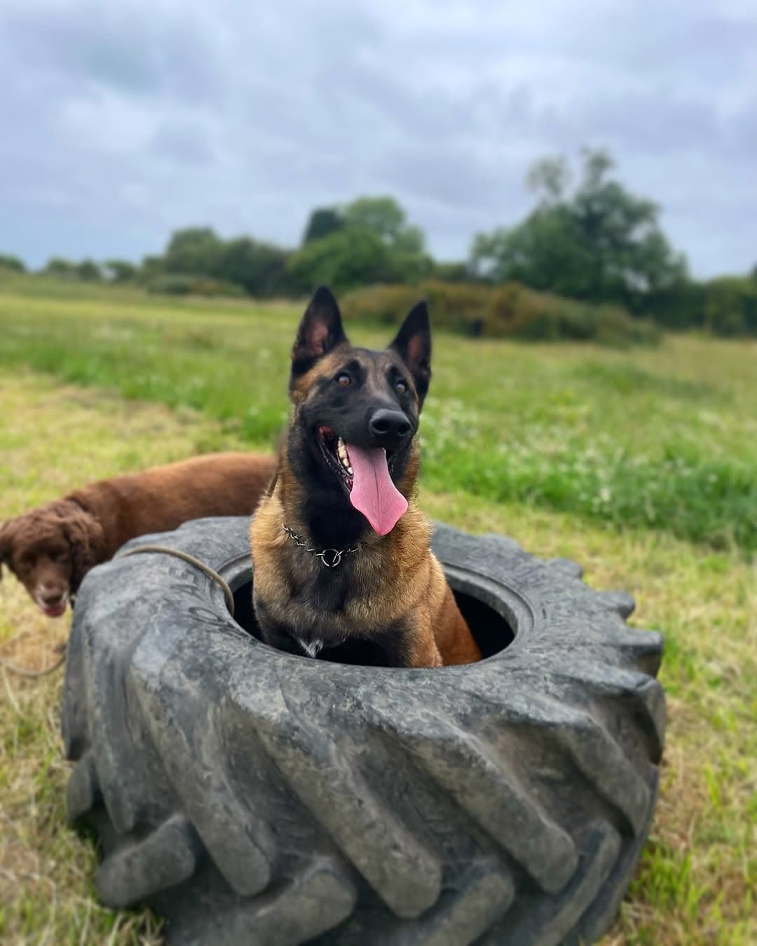 A Belgian Malinois sitting in a large tractor tyre on the field