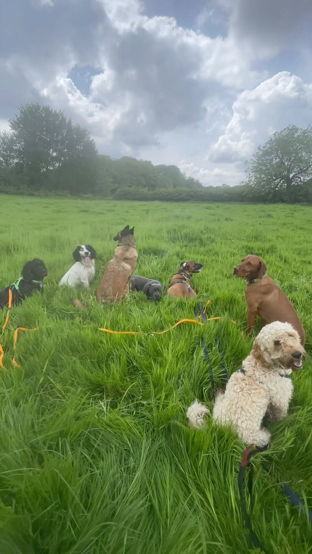 The pack sitting in a tall green meadow under a dramatic sky