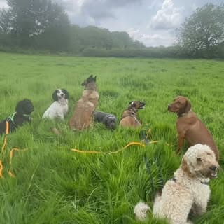 The pack sitting with the handler in the meadow under a cloud sky