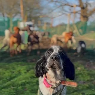 A black and white cocker spaniel looking up at the camera