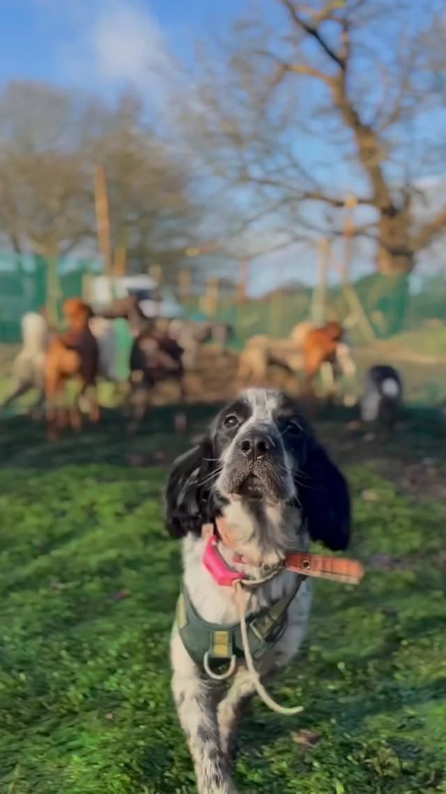 A black and white spaniel running towards the camera on the field