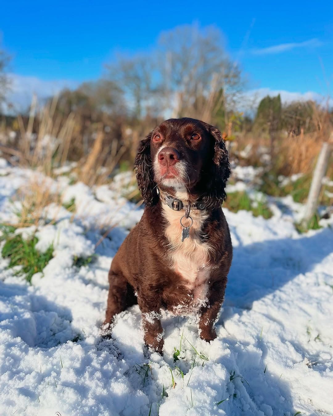 A chocolate cocker spaniel sitting in fresh snow on a bright day