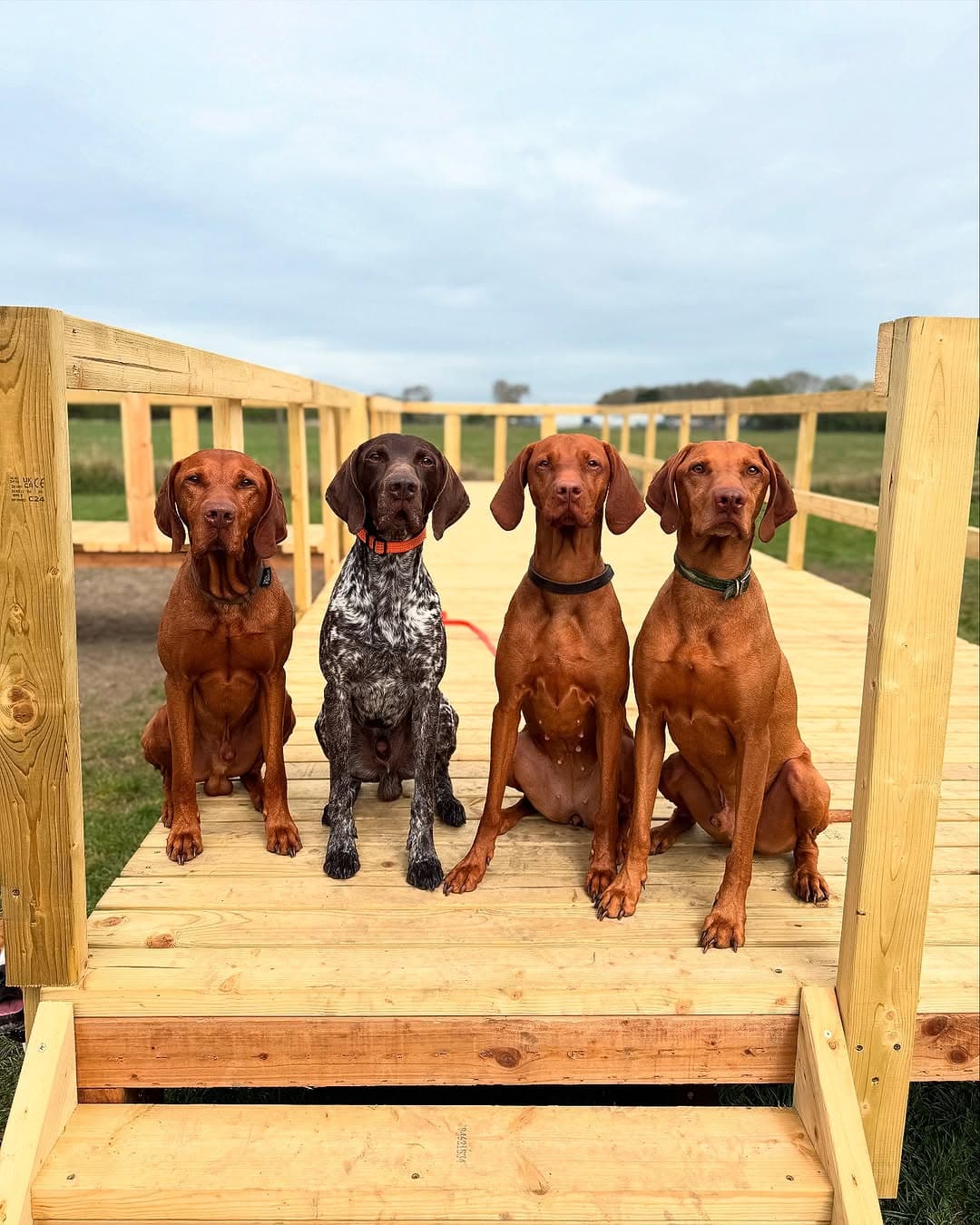 Four Vizslas and a GSP sitting on a wooden podium ramp on the field
