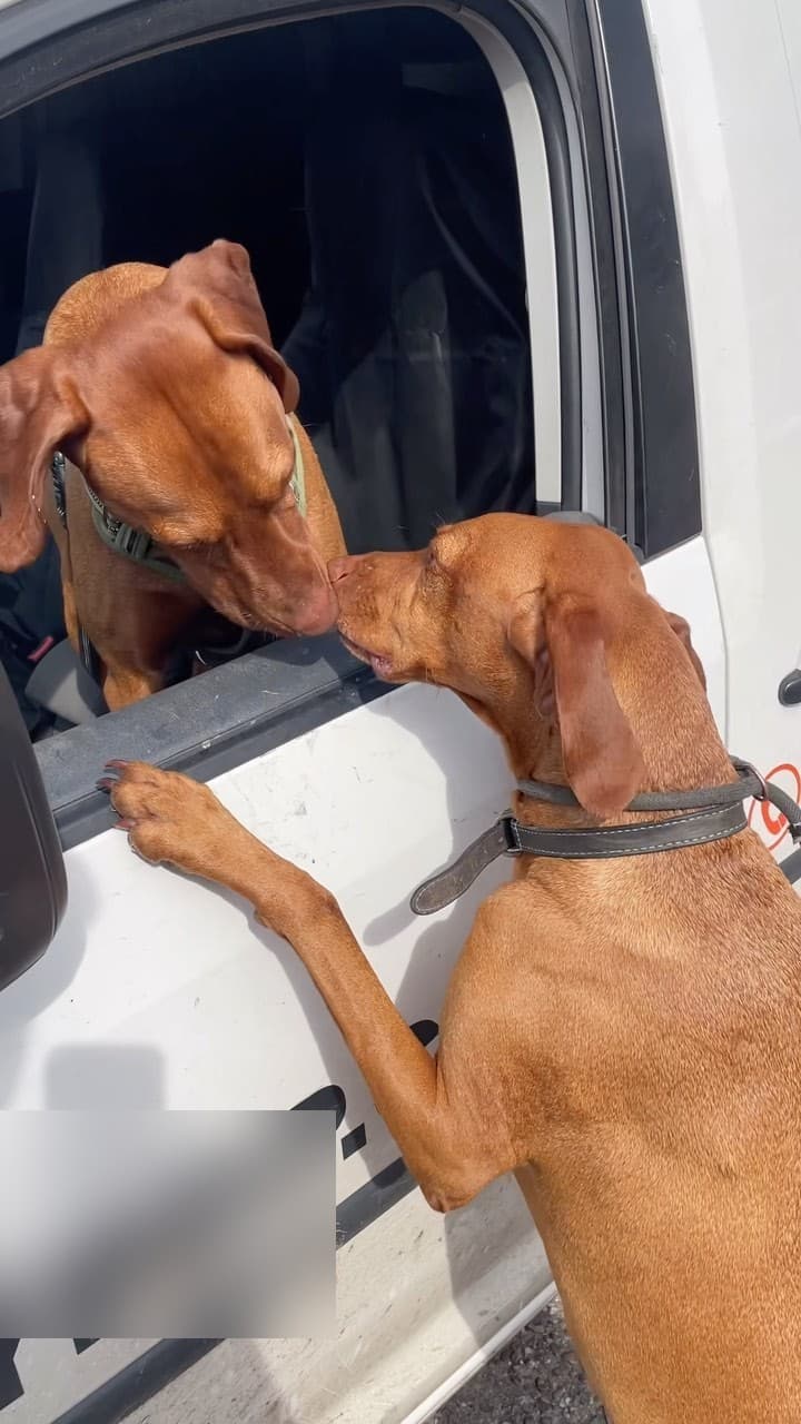 Two Vizslas greeting at the van window